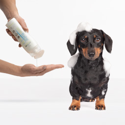 Shampoo per Cani