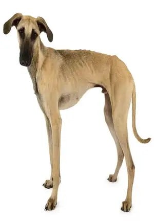 Galgo Arabe