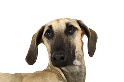 caracter&iacute;sticas del Galgo Arabe