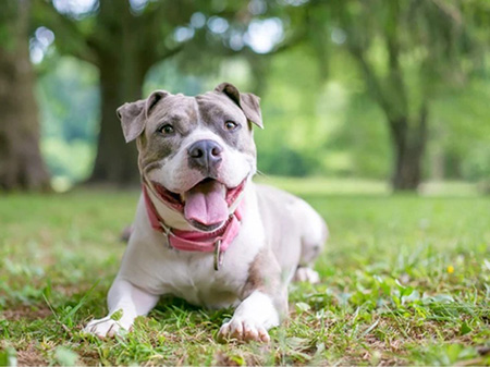 staffordshire bull terrier baño