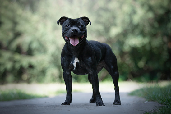 staffordshire bull terrier cepillado
