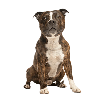 staffordshire bull terrier staffordshire bull terrier