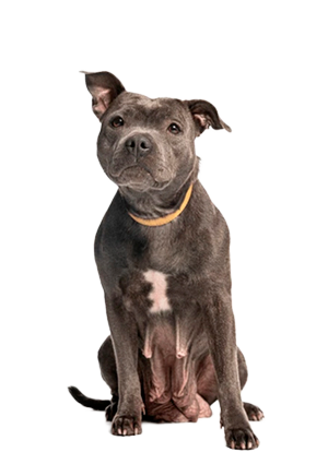 Staffordshire Bull Terrier