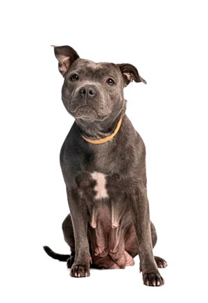 Staffordshire Bull Terrier