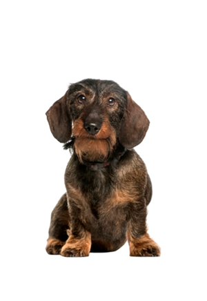 Teckel de pelo duro Teckel de pelo duro