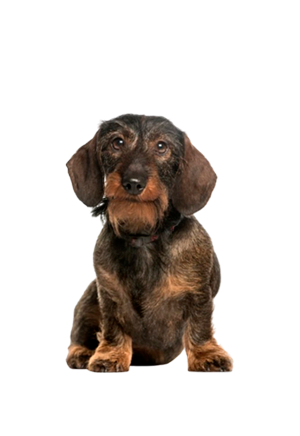 Dachshund, Wire-haired