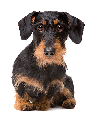 características del Teckel