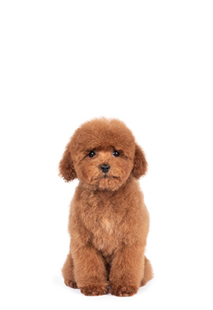 Toy Poodle