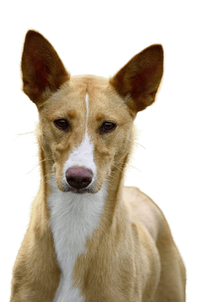 características del Jack Russel Pelo Duro