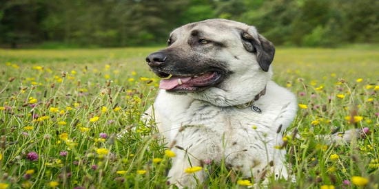 akita inu cepillado