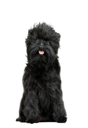 Affenpinscher