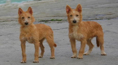 jack russell pelo duro ba&ntilde;o