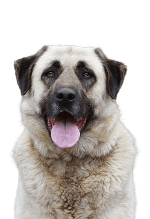 caracteristicas del akita inu