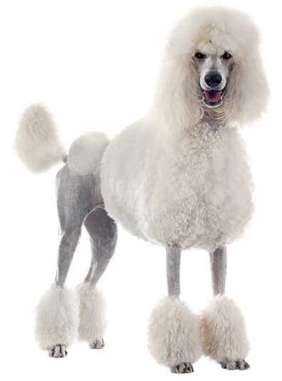 Barbone Gigante Bianco Barbone Gigante Bianco