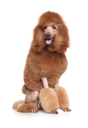 Barbone Gigante marrone Barbone Gigante marrone