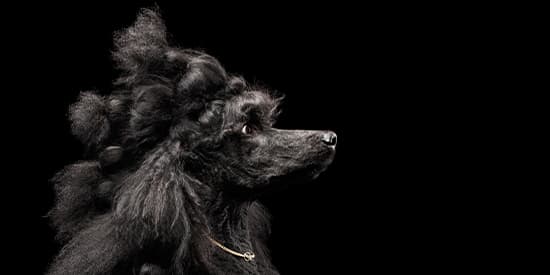 Barbone Gigante Nero Barbone Gigante Nero