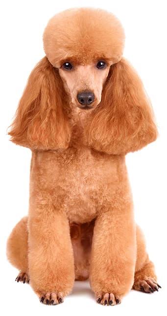 Barbone medio marrone