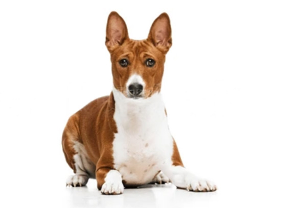 beagle cepillado y corte