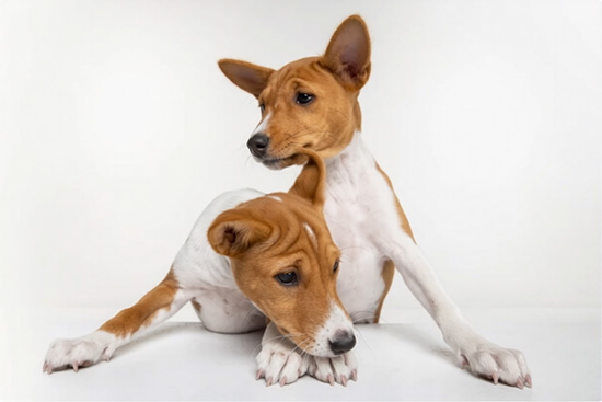 caracteristicas del Beagle