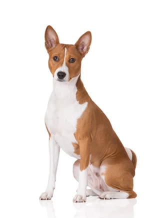 Basenji