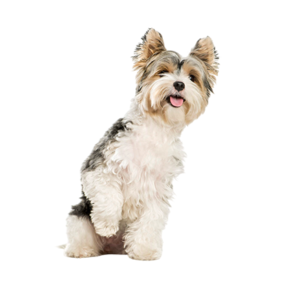 características del Yorkshire terrier