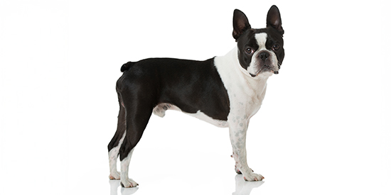 chihuahua baño