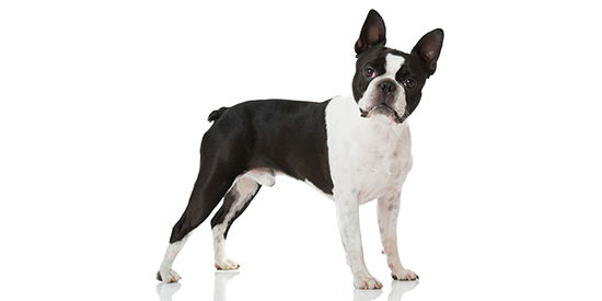 chihuahua higiene
