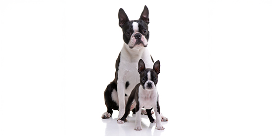 caracteristicas del Chihuahua