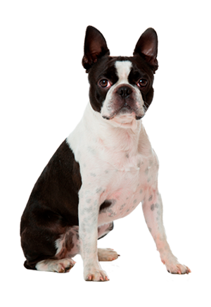 Boston Terrier