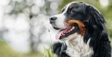 Care for Bernese Mountain Dogs brushing bathing and haircuts