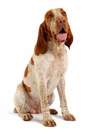 Braco Italiano