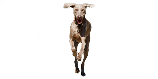 caracteristicas del Chihuahua