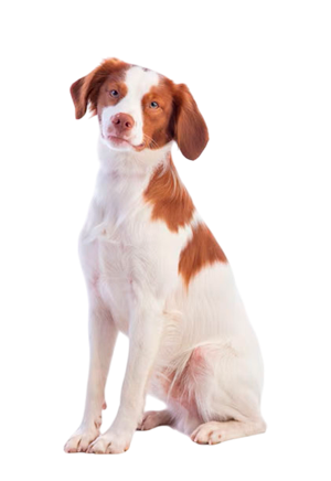 Bretón