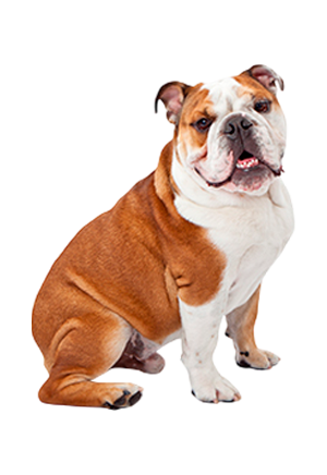 Bulldog Inglés