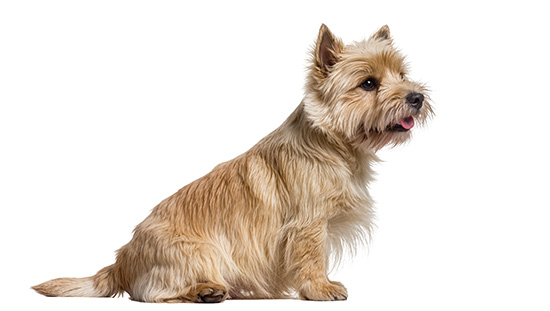Cairn terrier baño