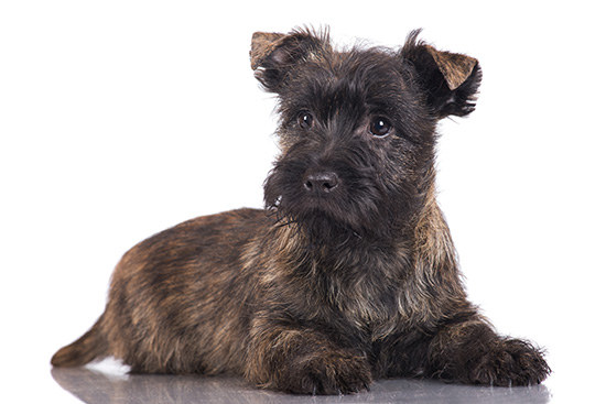Cairn terrier higiene