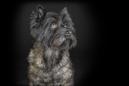 Cairn terrier cepillado y corte