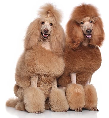 Caniches Gigantes marr&oacute;nes