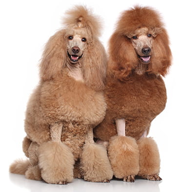 Barbone Gigante marrone Barbone Gigante marrone