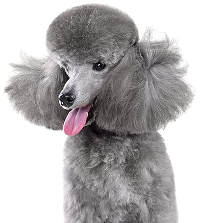 caniche mediano color baño