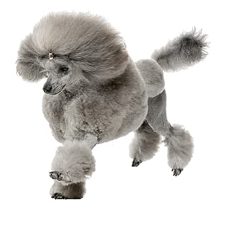 Caniche toy o enano gris