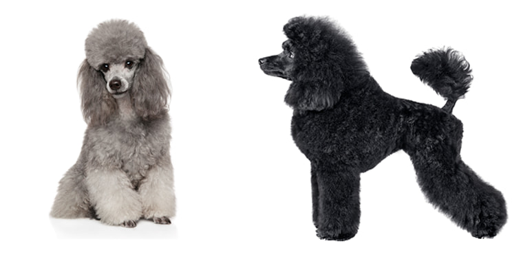 Caniche Toy Gris y Negro