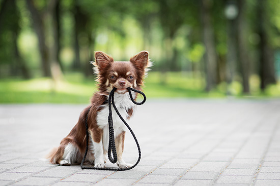 chihuahua pelo largo cepillado y corte