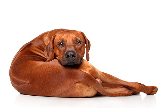 caracteristicas del Crestado Rodesiano