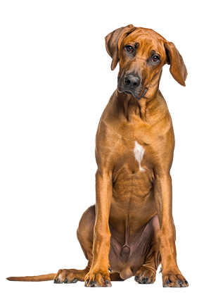 Rhodesian Ridgeback