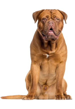 Dogo de Burdeos