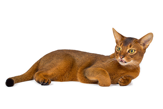 Como es el gato europeo común