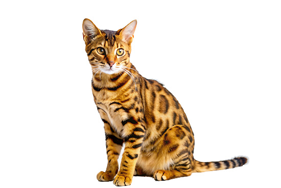 Como es el gato europeo com&uacute;n