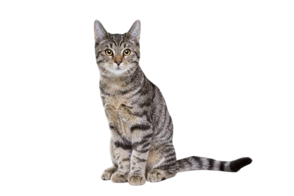 Gato Europeo Común Gato Europeo Común