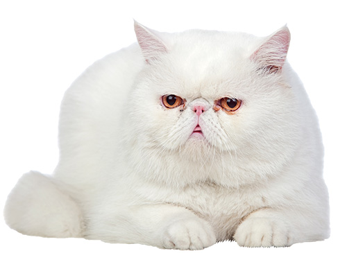 Como es el gato exótico